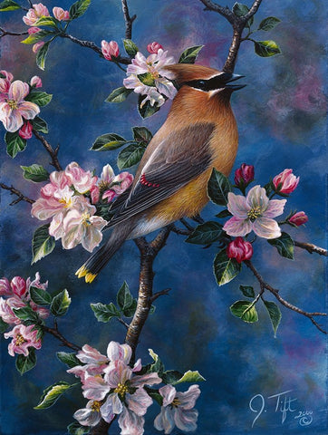 Cedar Waxwing White Modern Wood Framed Art Print with Double Matting by Tift, Jeff