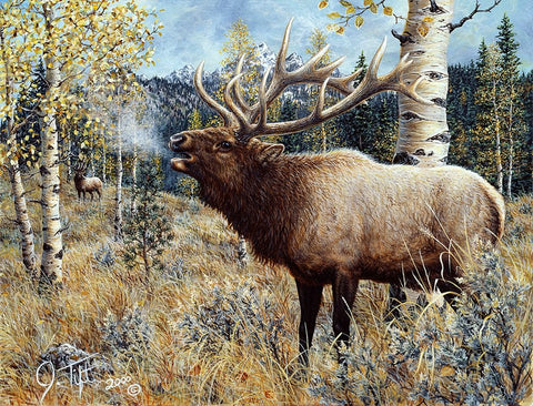 Wapiti Black Ornate Wood Framed Art Print with Double Matting by Tift, Jeff