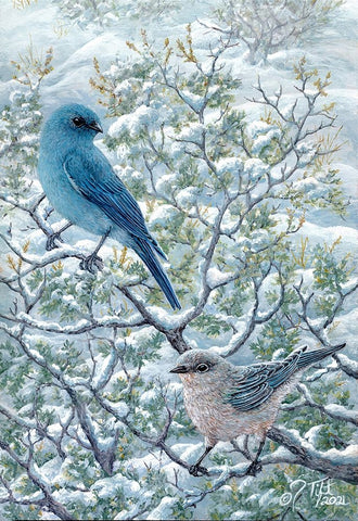 Winter Sage-Mt Bluebirds Black Ornate Wood Framed Art Print with Double Matting by Tift, Jeff