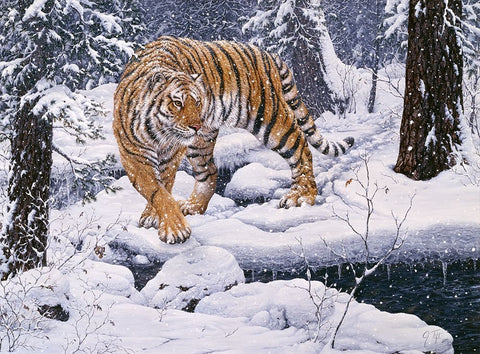 Silent Hunter- Siberian Tiger White Modern Wood Framed Art Print with Double Matting by Tift, Jeff