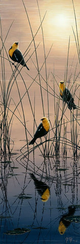 Morning Call - Yellow Headed Blackbirds White Modern Wood Framed Art Print with Double Matting by Tift, Jeff