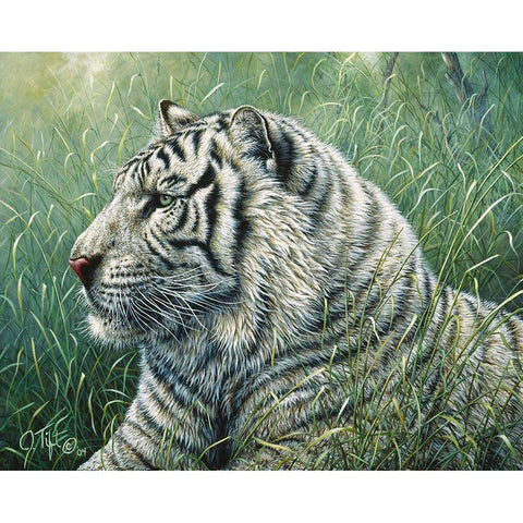 White Tiger Gold Ornate Wood Framed Art Print with Double Matting by Tift, Jeff