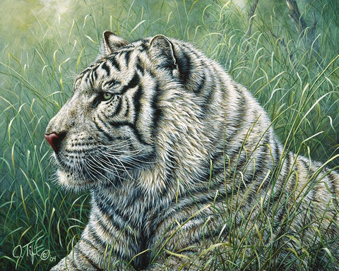 White Tiger White Modern Wood Framed Art Print with Double Matting by Tift, Jeff