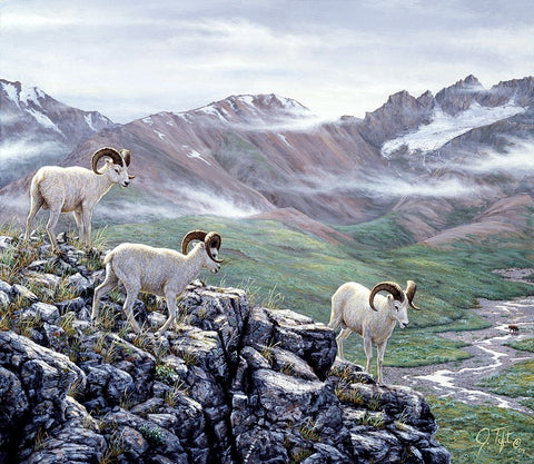 Dall Sheep At Denali White Modern Wood Framed Art Print with Double Matting by Tift, Jeff