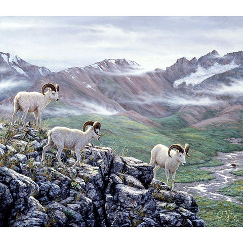 Dall Sheep At Denali Black Modern Wood Framed Art Print by Tift, Jeff