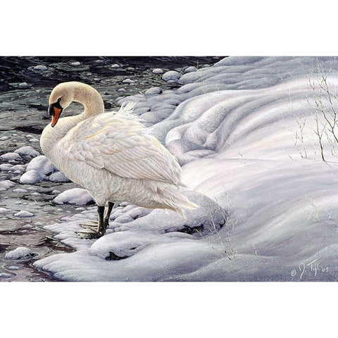 Edge Of Light - Mute Swan Black Modern Wood Framed Art Print with Double Matting by Tift, Jeff