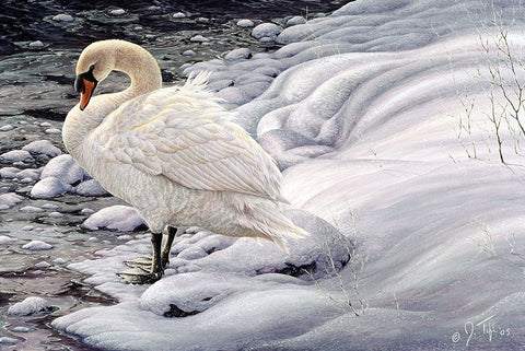 Edge Of Light - Mute Swan White Modern Wood Framed Art Print with Double Matting by Tift, Jeff