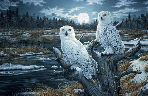 Snowy Owls Black Ornate Wood Framed Art Print with Double Matting by Tift, Jeff