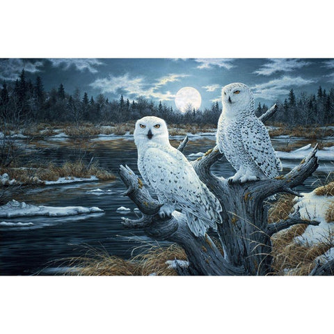 Snowy Owls White Modern Wood Framed Art Print by Tift, Jeff