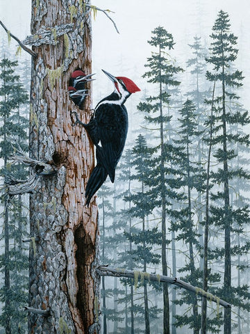 Piliated Woodpeckers Black Ornate Wood Framed Art Print with Double Matting by Tift, Jeff