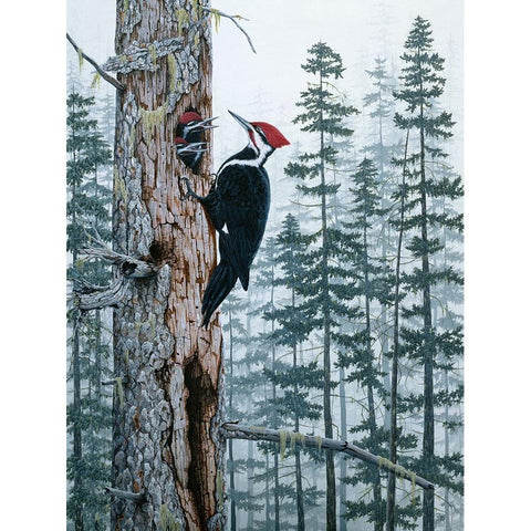 Piliated Woodpeckers Gold Ornate Wood Framed Art Print with Double Matting by Tift, Jeff