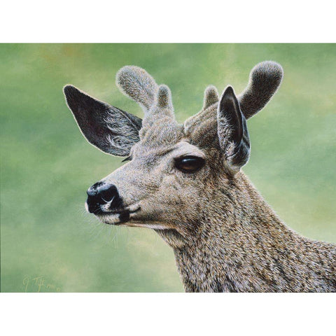 Mule Deer In Velvet White Modern Wood Framed Art Print by Tift, Jeff