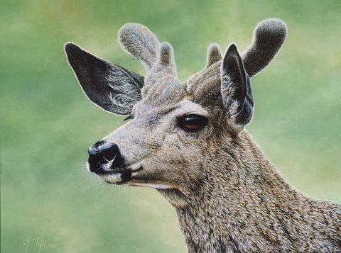 Mule Deer In Velvet White Modern Wood Framed Art Print with Double Matting by Tift, Jeff