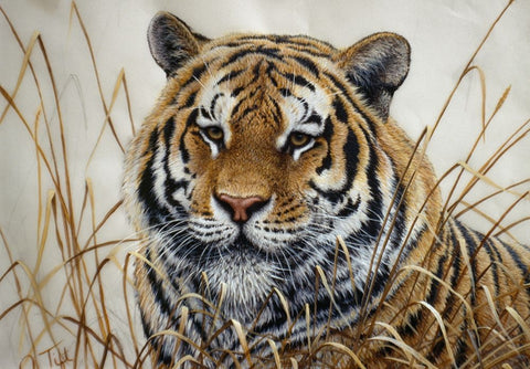 Tiger Black Ornate Wood Framed Art Print with Double Matting by Tift, Jeff