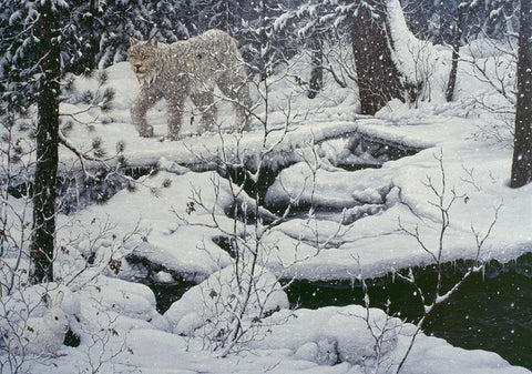 Canadian Lynx And Snowshoe Hare White Modern Wood Framed Art Print with Double Matting by Tift, Jeff