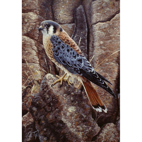 Blue Hawk Black Modern Wood Framed Art Print by Tift, Jeff