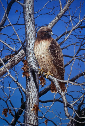 Red Tailed Hawk White Modern Wood Framed Art Print with Double Matting by Tift, Jeff