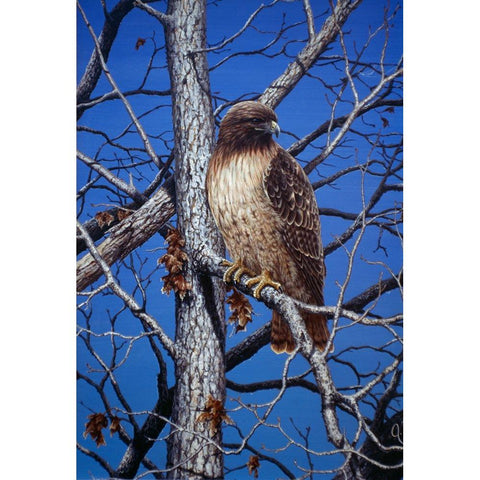 Red Tailed Hawk White Modern Wood Framed Art Print by Tift, Jeff