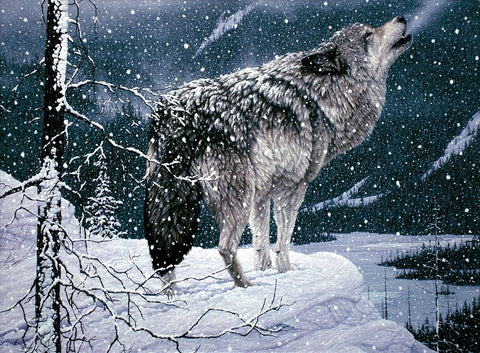 Lone Wolf Black Ornate Wood Framed Art Print with Double Matting by Tift, Jeff