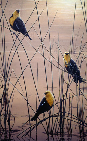 Yellow Headed B Birds White Modern Wood Framed Art Print with Double Matting by Tift, Jeff