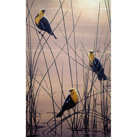 Yellow Headed B Birds Black Modern Wood Framed Art Print by Tift, Jeff