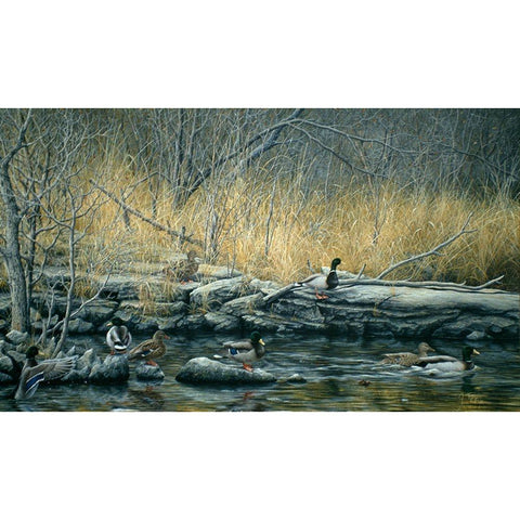 Early Morning Mallards Black Modern Wood Framed Art Print with Double Matting by Tift, Jeff
