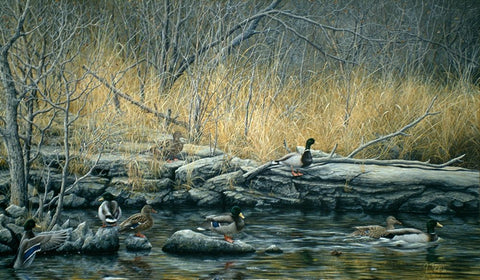 Early Morning Mallards Black Ornate Wood Framed Art Print with Double Matting by Tift, Jeff