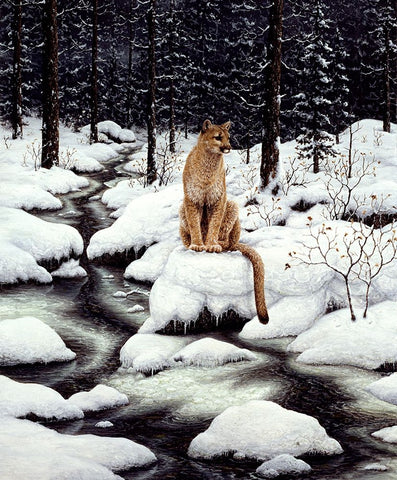 Cougar Black Ornate Wood Framed Art Print with Double Matting by Tift, Jeff