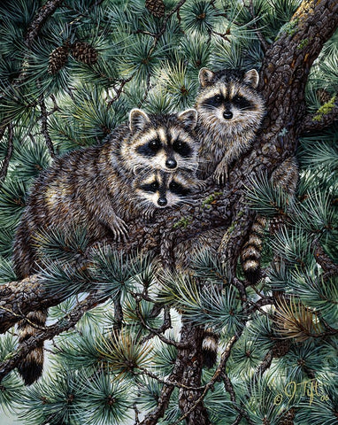 Racoons White Modern Wood Framed Art Print with Double Matting by Tift, Jeff