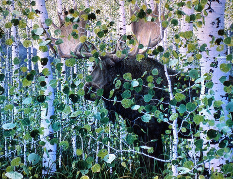 Moose White Modern Wood Framed Art Print with Double Matting by Tift, Jeff
