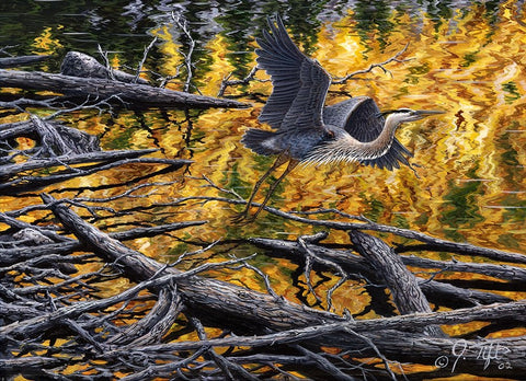 Heron White Modern Wood Framed Art Print with Double Matting by Tift, Jeff