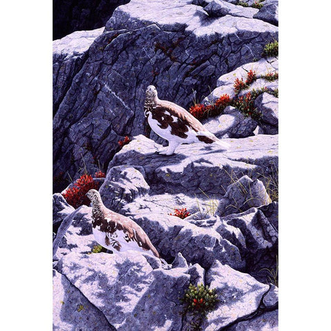 White-Tailed Ptarmigan White Modern Wood Framed Art Print by Tift, Jeff