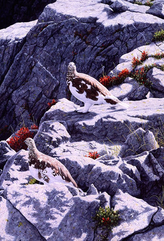 White-Tailed Ptarmigan Black Ornate Wood Framed Art Print with Double Matting by Tift, Jeff