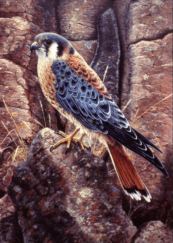 Kestral Black Ornate Wood Framed Art Print with Double Matting by Tift, Jeff