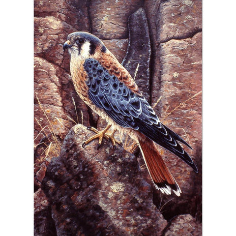 Kestral Black Modern Wood Framed Art Print with Double Matting by Tift, Jeff