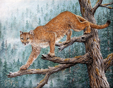 High Climber White Modern Wood Framed Art Print with Double Matting by Tift, Jeff