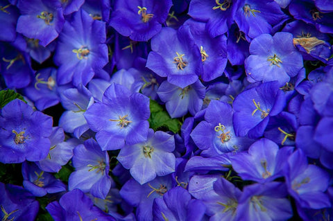 Blue Bells Carpet at Amsterdam Floral Market Black Ornate Wood Framed Art Print with Double Matting by Jenny Rainbow Fine Art