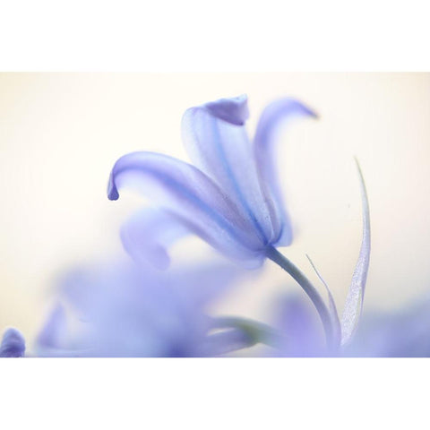 Blue Light Wild Hyacinth White Modern Wood Framed Art Print by Jenny Rainbow Fine Art