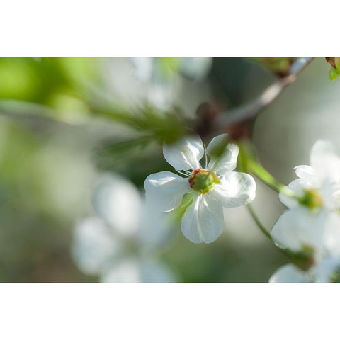 Cherry Blossom in a Sunny Day White Modern Wood Framed Art Print by Jenny Rainbow Fine Art