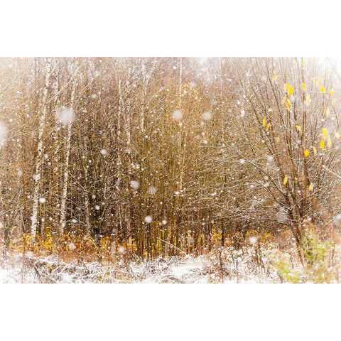 First Snowflakes Gold Ornate Wood Framed Art Print with Double Matting by Jenny Rainbow Fine Art