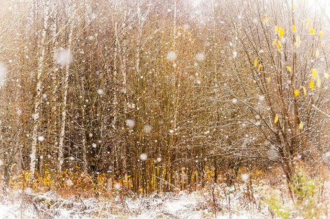 First Snowflakes White Modern Wood Framed Art Print with Double Matting by Jenny Rainbow Fine Art