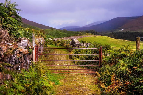 Gates on the Road at Wicklow Hills Ireland Black Ornate Wood Framed Art Print with Double Matting by Jenny Rainbow Fine Art