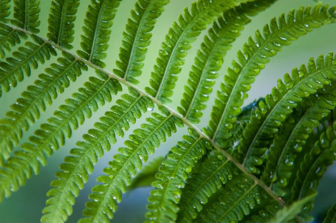 Healing Art Fern Leaf After Rain White Modern Wood Framed Art Print with Double Matting by Jenny Rainbow Fine Art