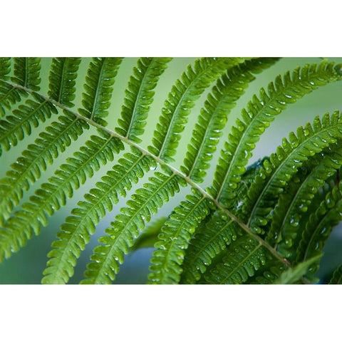 Healing Art Fern Leaf After Rain Black Modern Wood Framed Art Print by Jenny Rainbow Fine Art