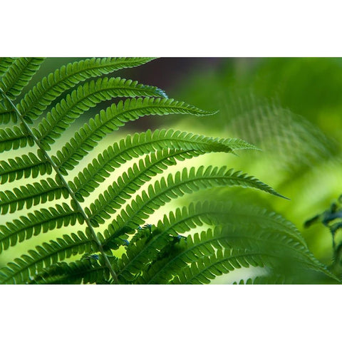 Healing Art Fern Leaf Black Modern Wood Framed Art Print by Jenny Rainbow Fine Art