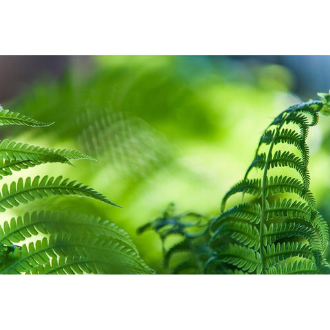 Healing Art Fern Leaves Gold Ornate Wood Framed Art Print with Double Matting by Jenny Rainbow Fine Art