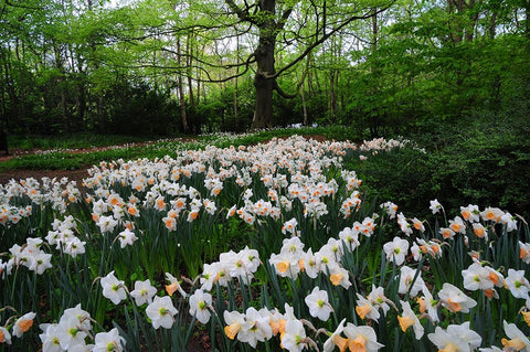 Keukenhof Botanical Daffodils Garden Black Ornate Wood Framed Art Print with Double Matting by Jenny Rainbow Fine Art