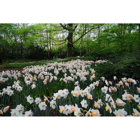 Keukenhof Botanical Daffodils Garden White Modern Wood Framed Art Print by Jenny Rainbow Fine Art