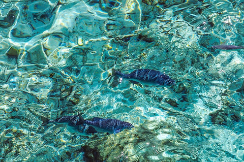 Maldives Fishes in the Clear Water 1 White Modern Wood Framed Art Print with Double Matting by Jenny Rainbow Fine Art