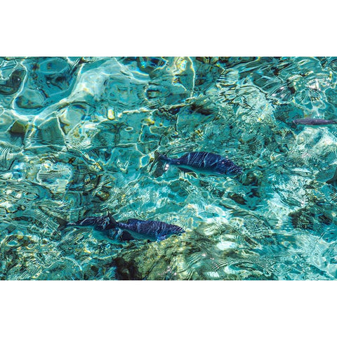 Maldives Fishes in the Clear Water 1 Gold Ornate Wood Framed Art Print with Double Matting by Jenny Rainbow Fine Art